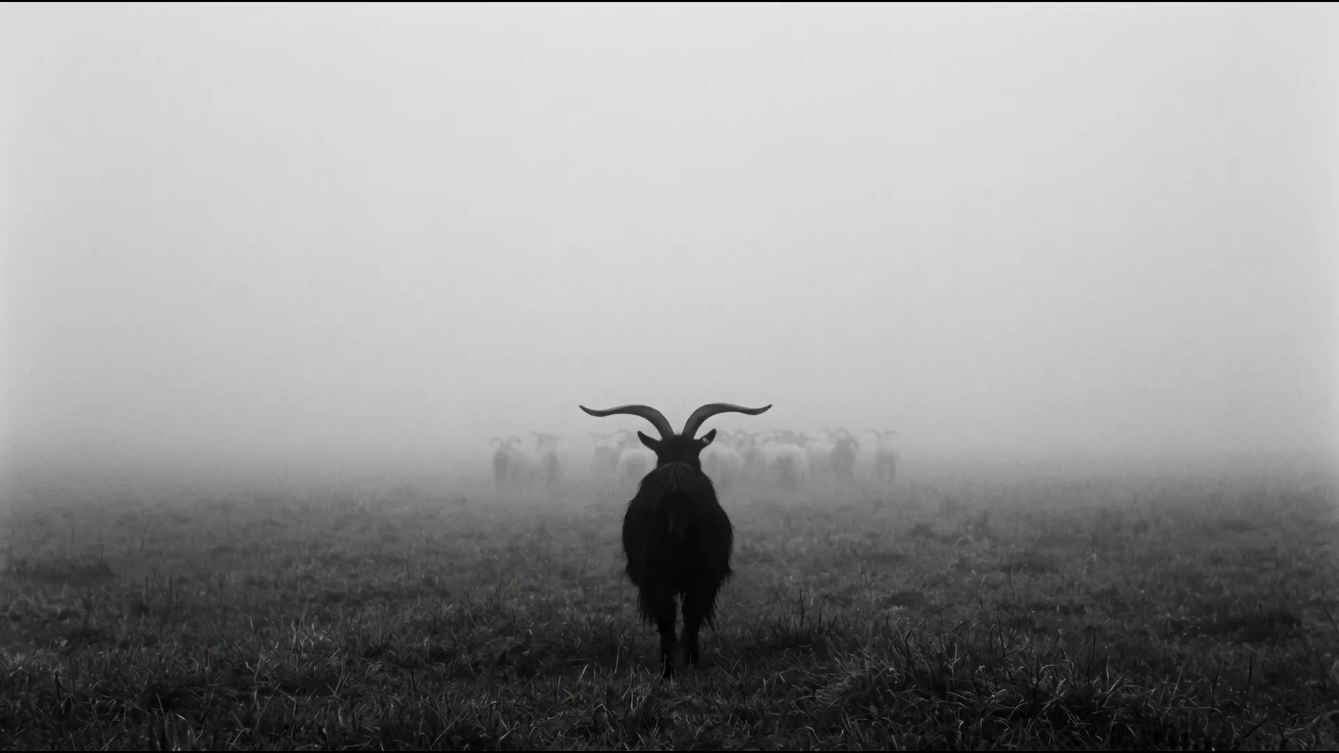 The black goat walking away into the fog, the herd ahead of it